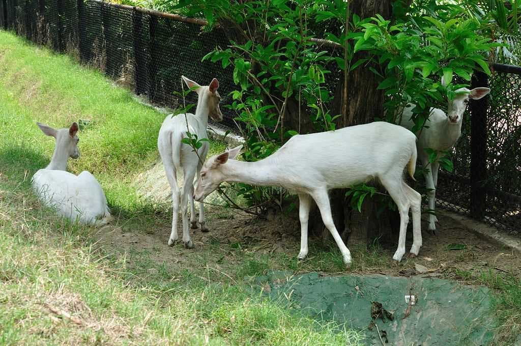 Alipore Zoo travel image