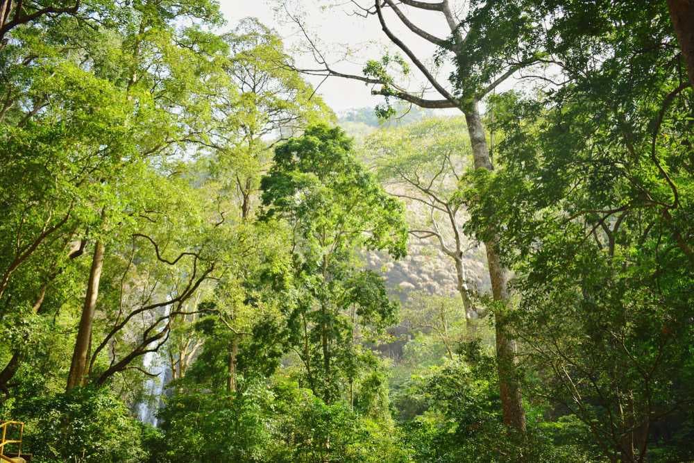 Palaruvi Waterfalls Covered with Lush Greenery