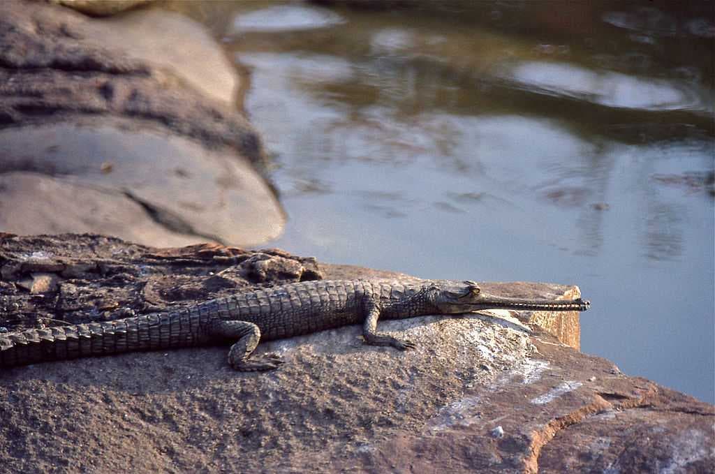 A gharial at the Chambal Garden
