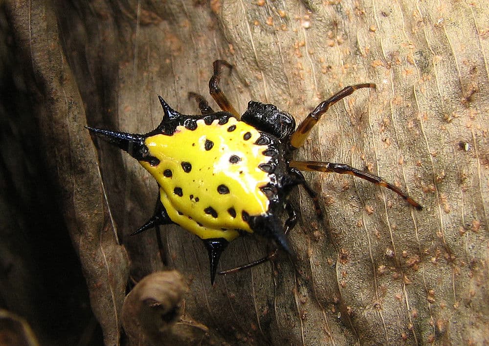 Spiden Gasteracantha hasselti found in Kalasa