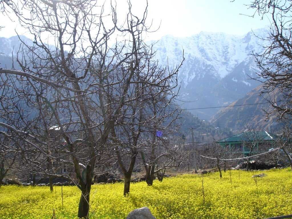 Apple trees in naggar