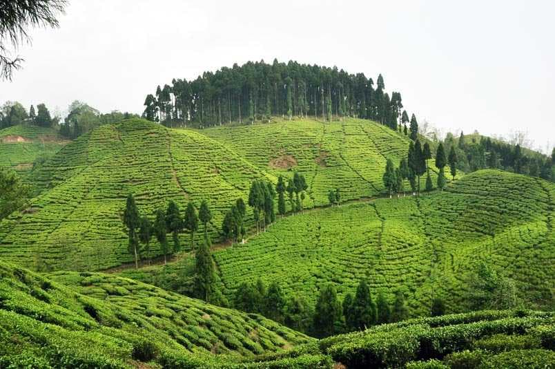 Kurseong