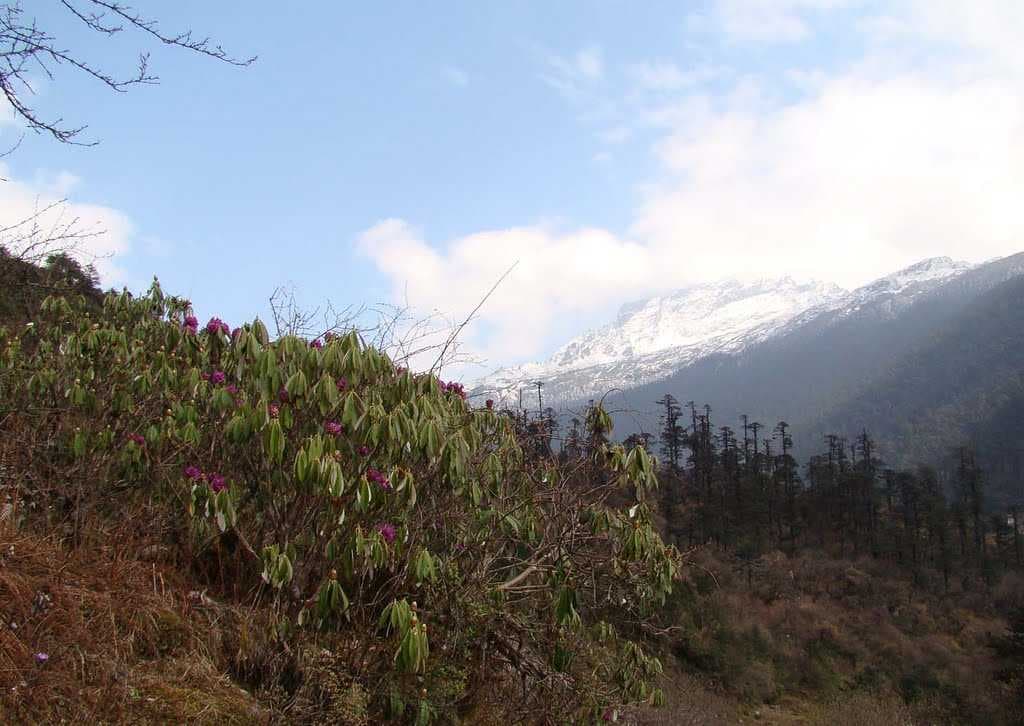 Lachung