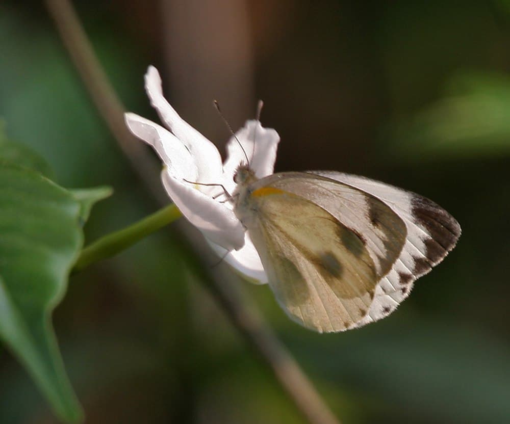 Buxa Tiger Reserve travel image
