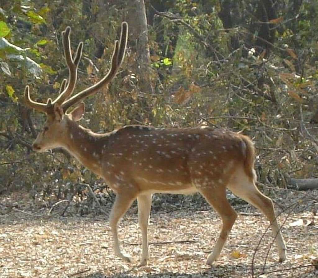 A spotted deer in the Nawabganj Bird Sanctuary.