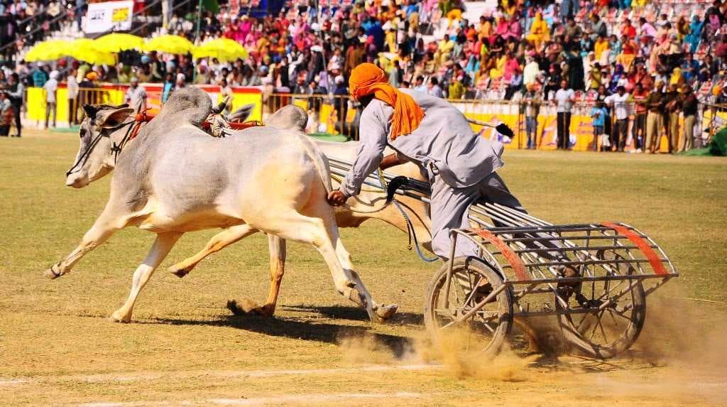 Rural Olympics at Qila Raipur travel image