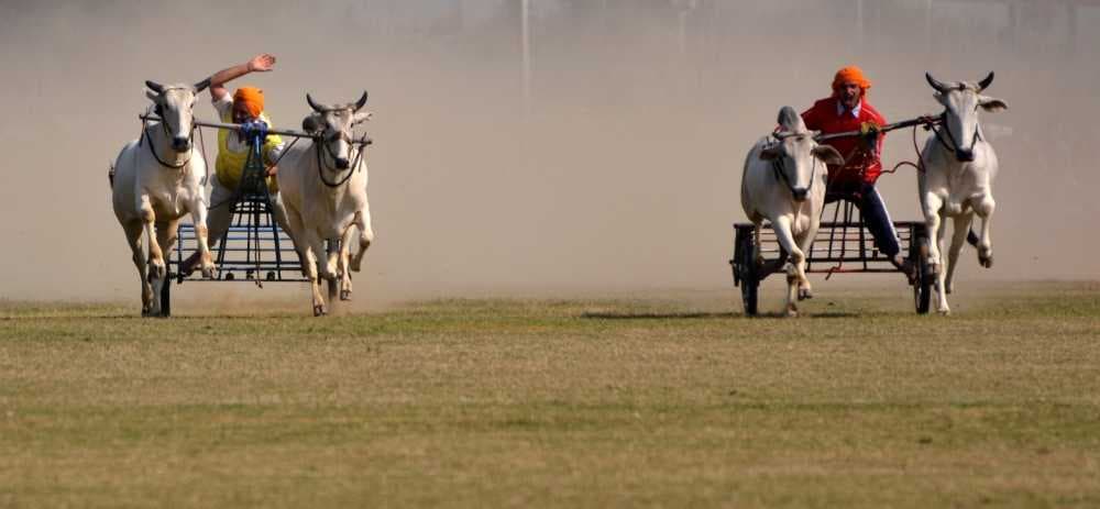 Rural Olympics at Qila Raipur travel image