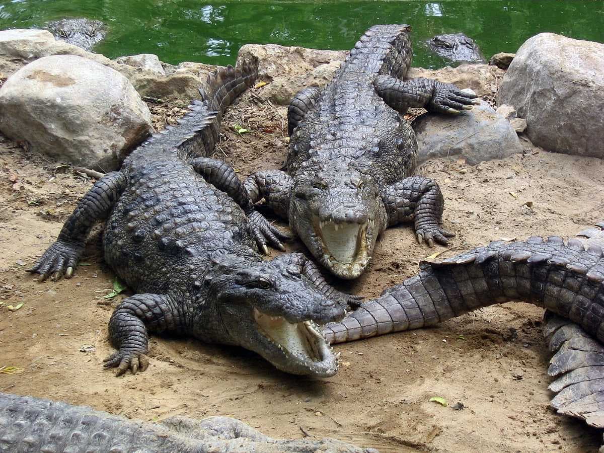 Crocodile Bank, Mahabalipuram