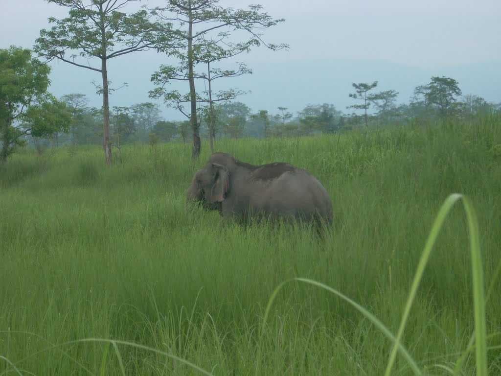 Elephant Ride