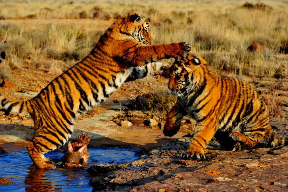 Tiger Cubs Playing at Bandipur National Park