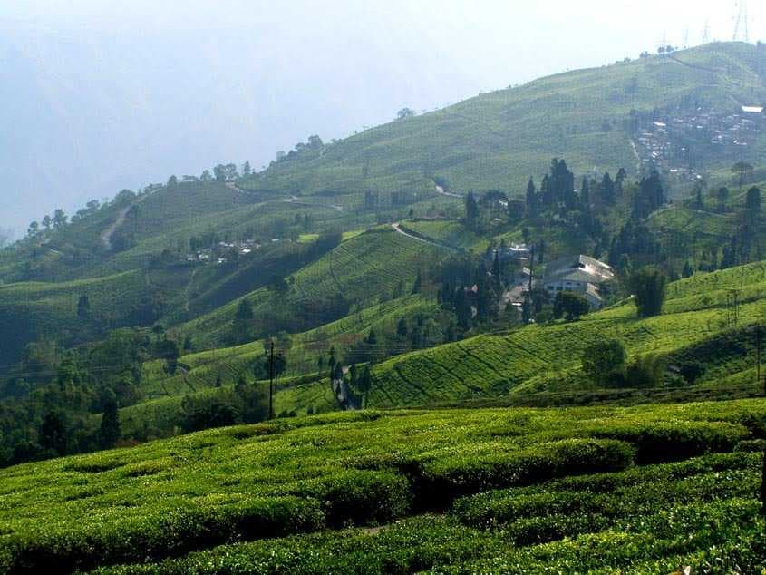 Mirik Tea Gardens