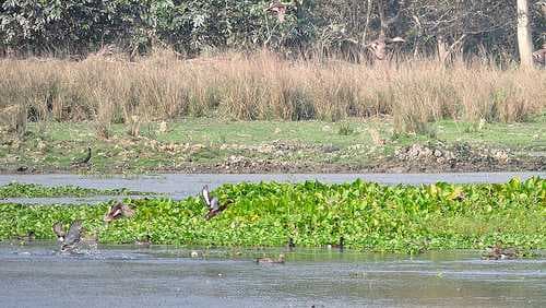 Pobitora Wildlife Sanctuary travel image