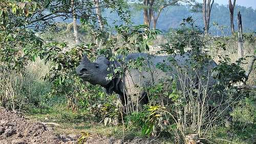 Pobitora Wildlife Sanctuary travel image