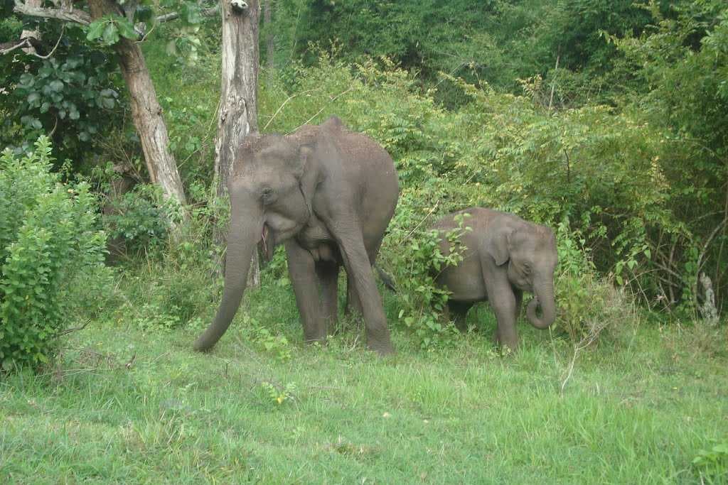 Theppakadu Elephant Camp