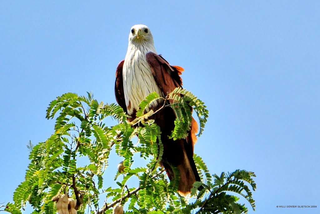 Mudumalai National Park