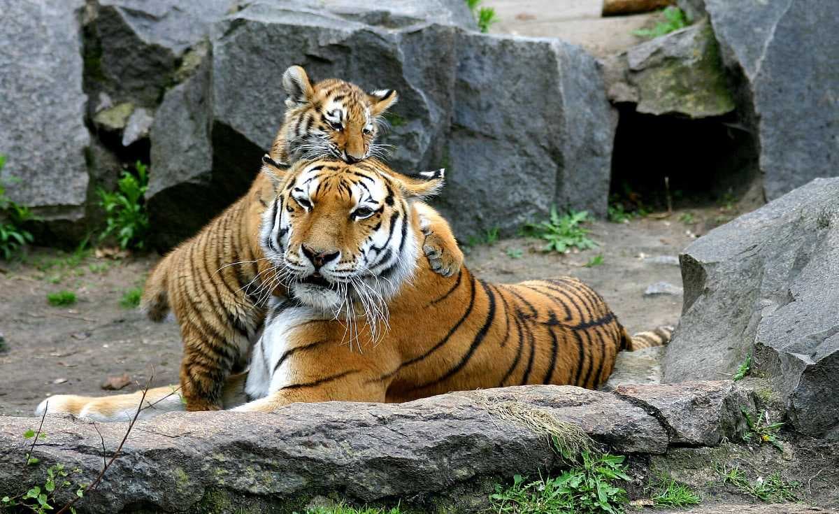 Mudumalai Tiger Reserve