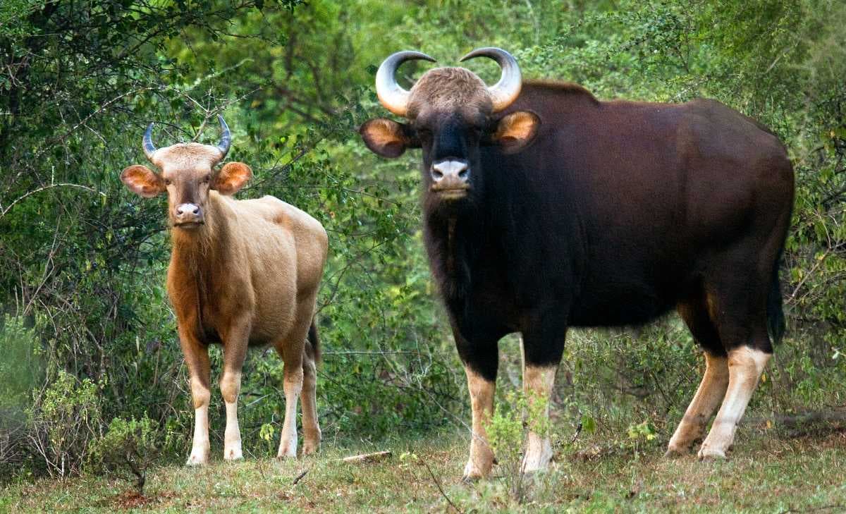 Chinnar Wildlife Sanctuary travel image
