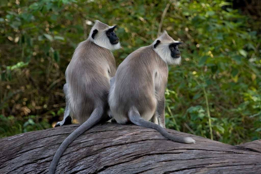 Chinnar Wildlife Sanctuary travel image