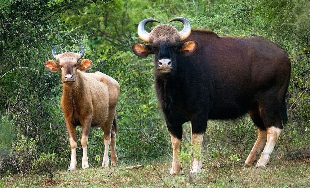 Chinnar Wildlife Sanctuary travel image