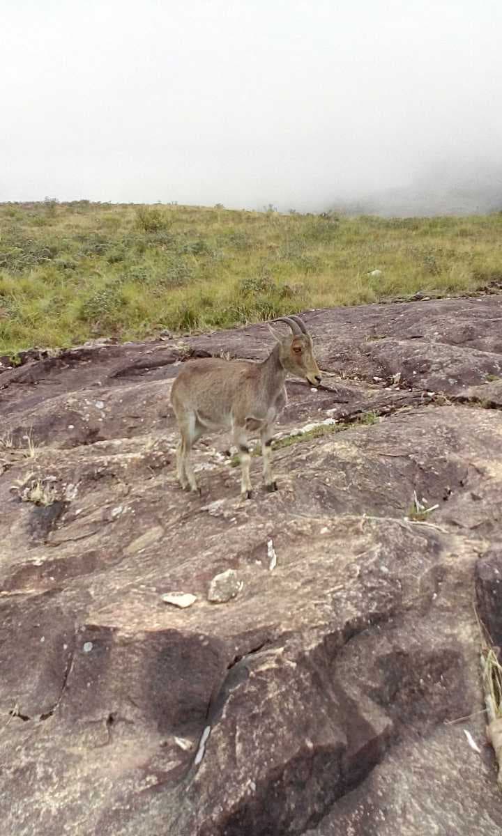 Eravikulam National Park travel image