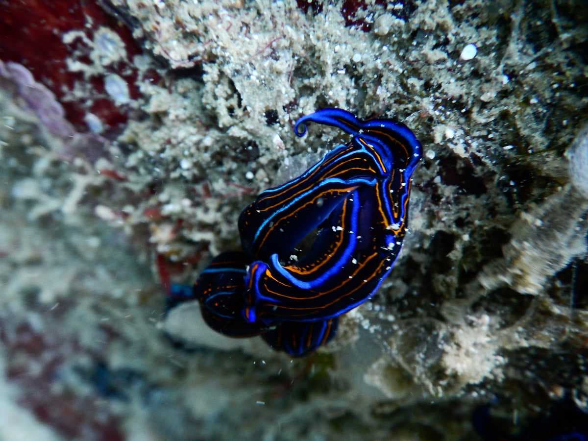 Sighting of colorful fish during scuba diving session at Netrani Island,Murudeshwar