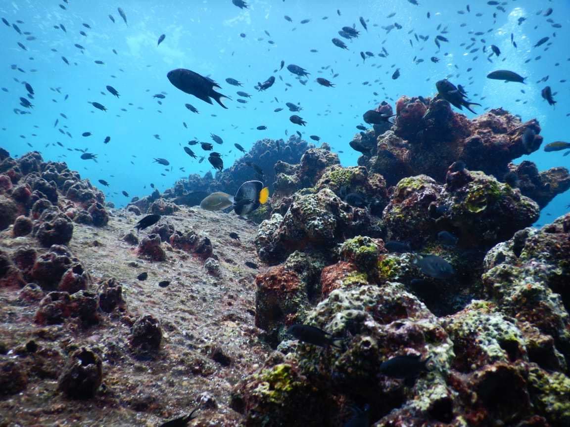 Beautiful view of Coral reefs with a school of colorful fishes at Netrani Island, Murudeshwar
