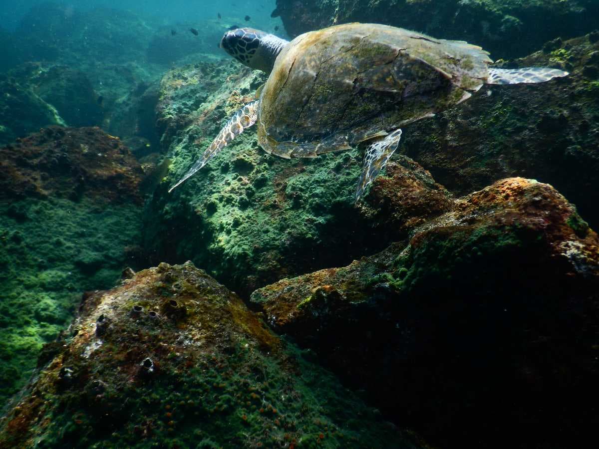 Sighting of sea turtle during scuba diving session at Netrani Island,Murudeshwar