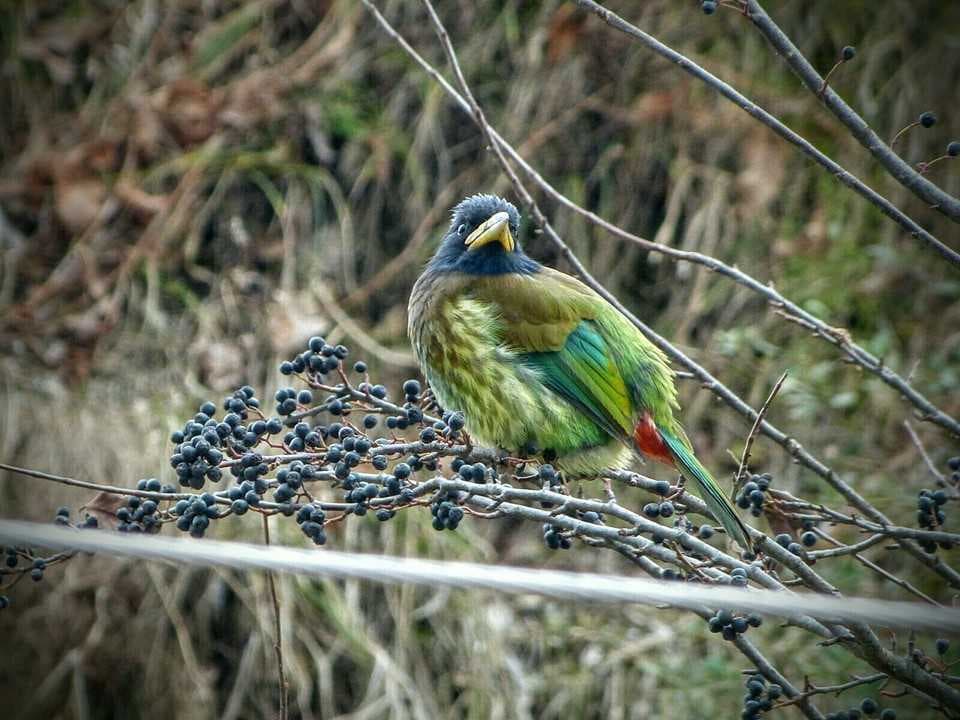 Jabarket Nature Reserve