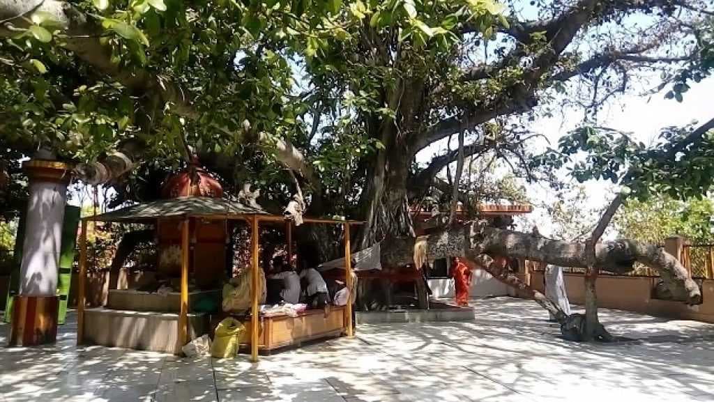 Akshay Vat Vatika - Sacred Banyana Tree