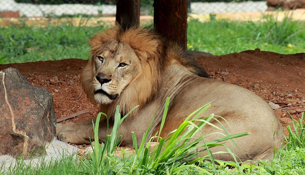 Mysore Zoo travel image