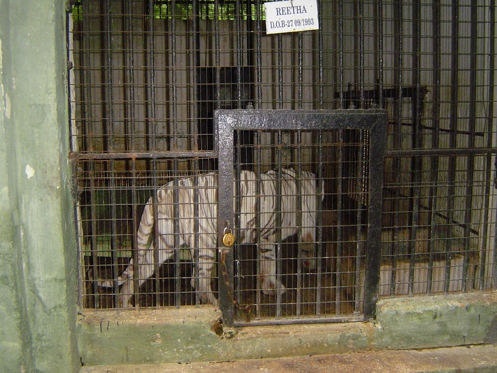 Mysore Zoo travel image
