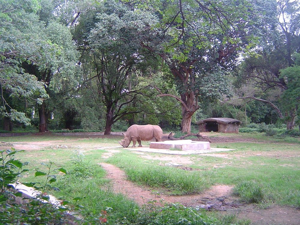 Mysore Zoo travel image