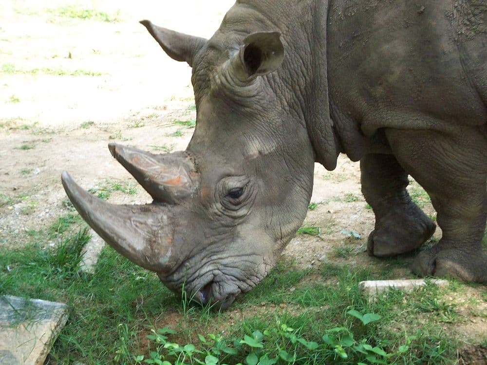 Mysore Zoo travel image