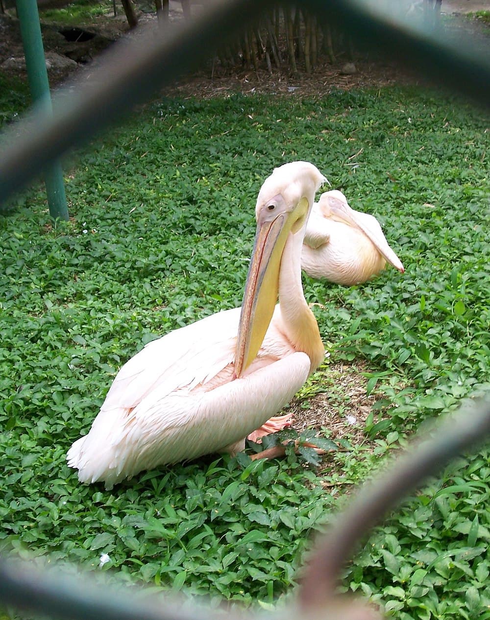 Mysore Zoo travel image