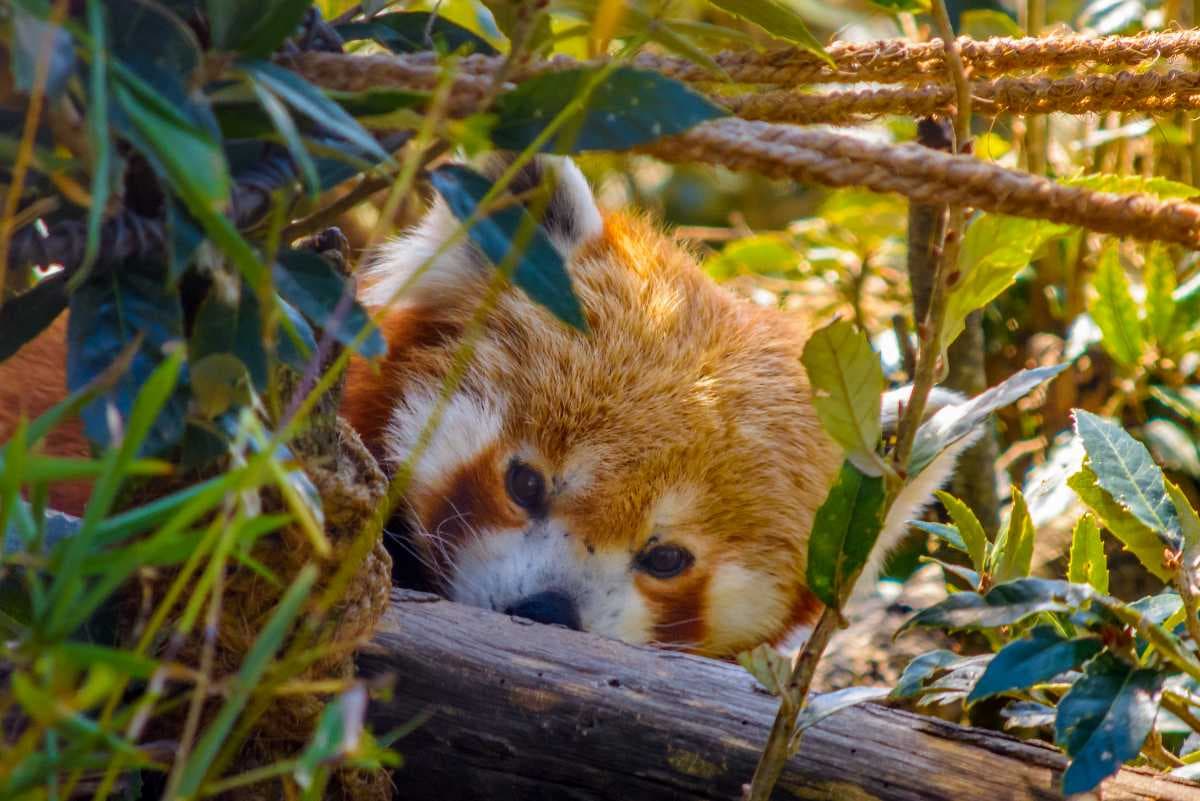 A red panda in the zoo.