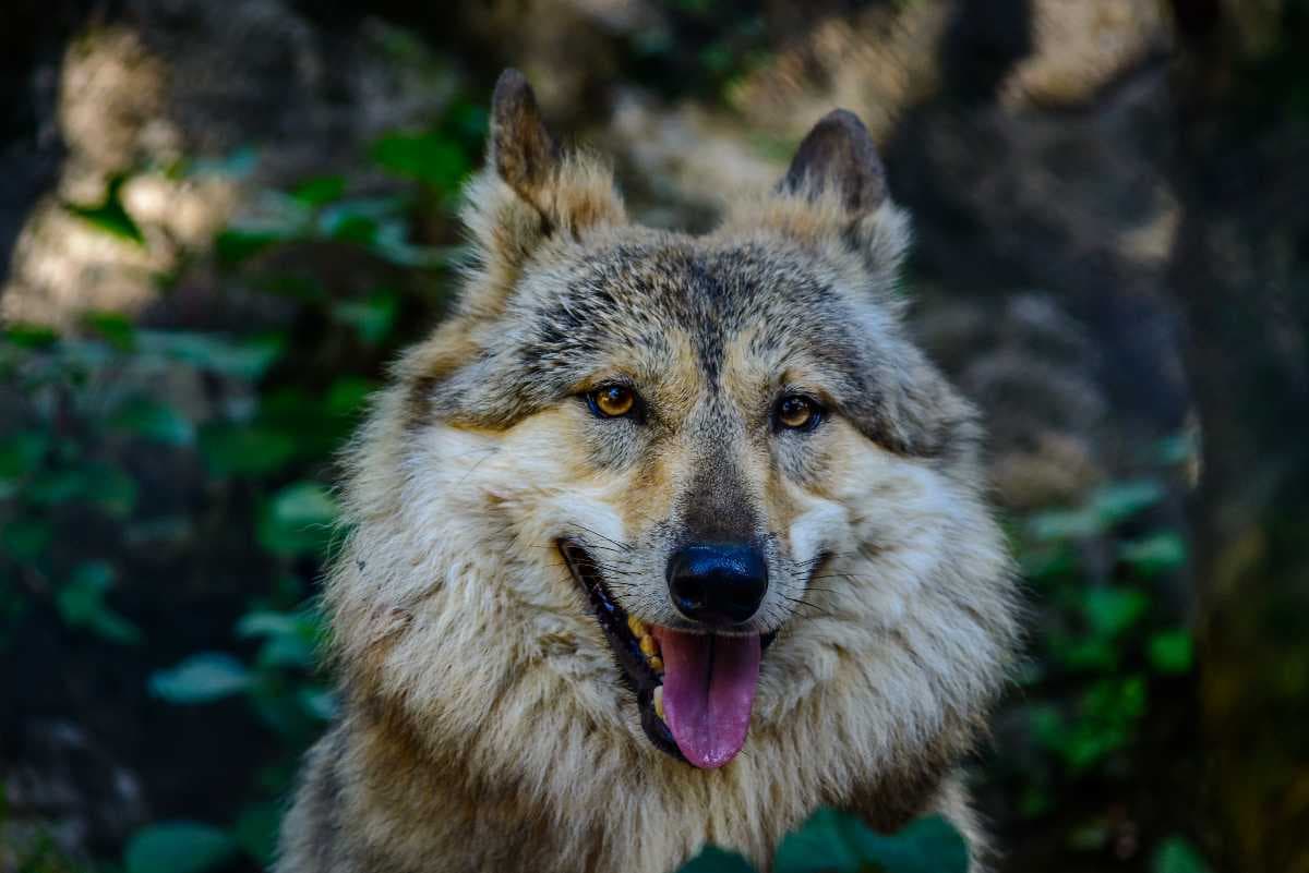 A Tibetan wolf in the zoo.