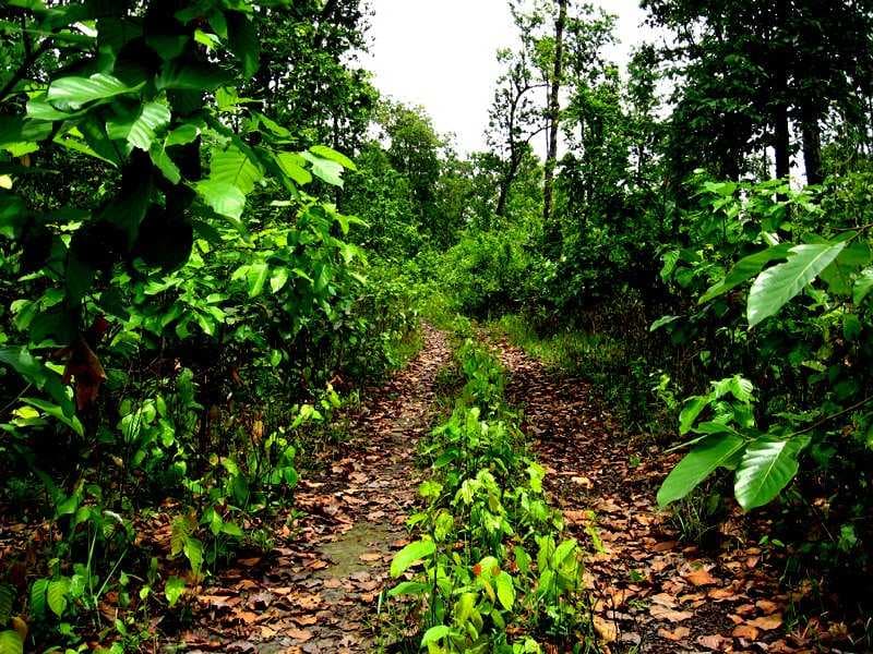 Jungle Track leading Mekahi Paleng near Eco Camp