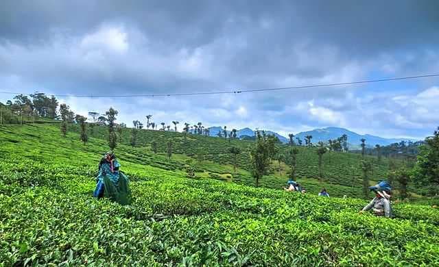 Nelliyampathy Hills travel image