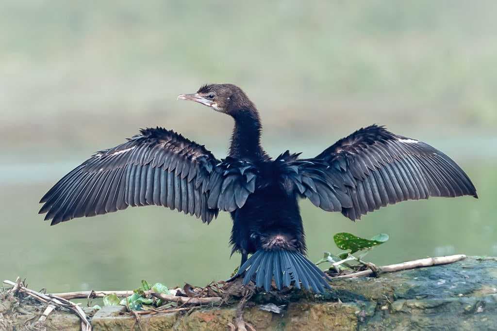 A Little Cormorant in the park.