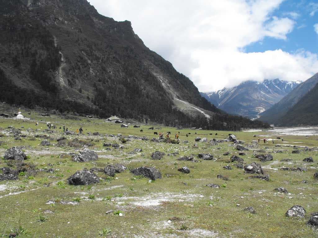 Yumthang Valley travel image