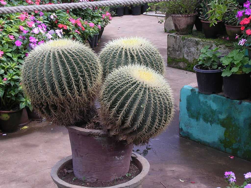 Ooty Botanical Gardens travel image