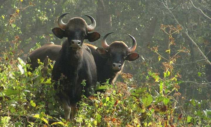 Parambikulam Tiger Reserve travel image