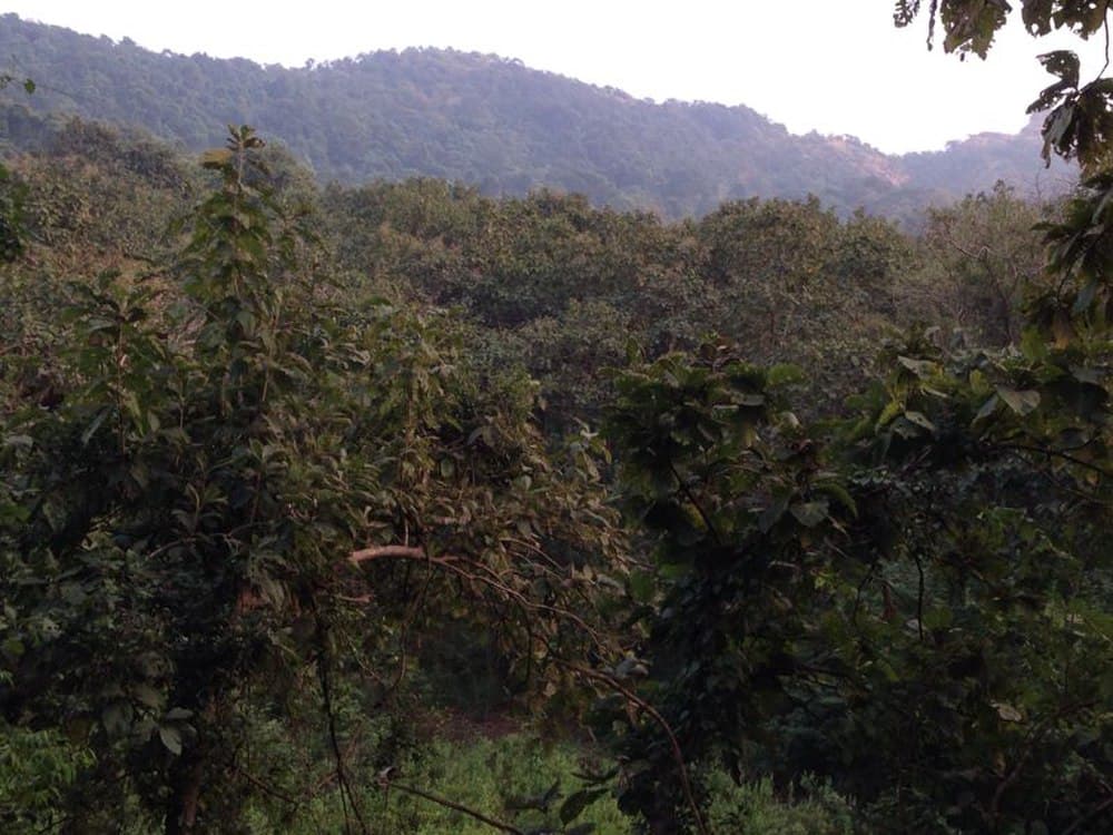 Karnala Bird Sanctuary travel image