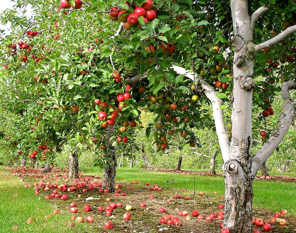 Fruit orchards
