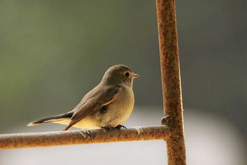 Sanjay Gandhi Botanical Garden travel image
