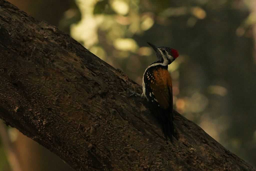Sanjay Gandhi Botanical Garden travel image
