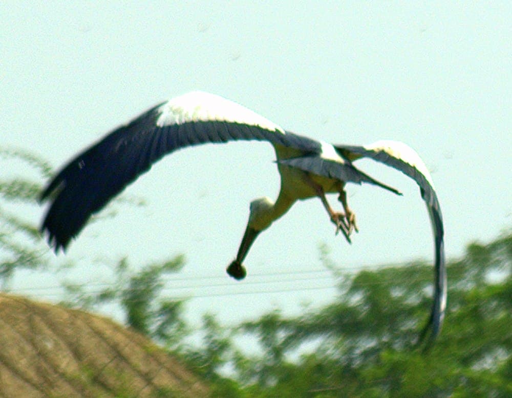 Pulicat Lake travel image