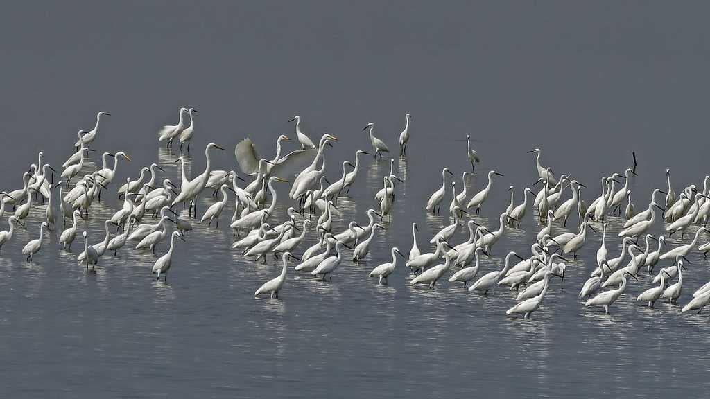 Pulicat