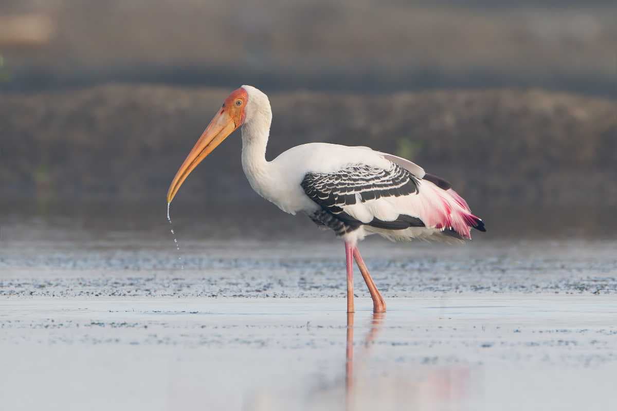 Pulicat Lake travel image