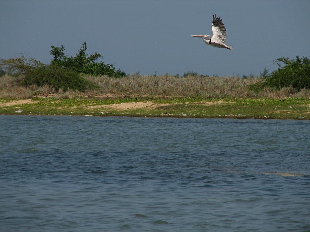 Pulicat Lake travel image